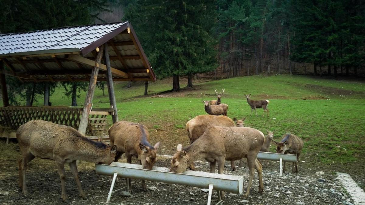 Evergreen Chalet アヴリグ エクステリア 写真